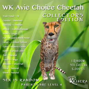 WK Avie Choice Cheetah