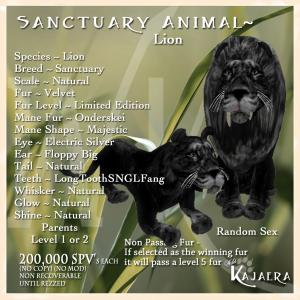 Sanctuary African Lion