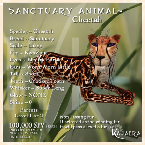 Sanctuary Cheetah