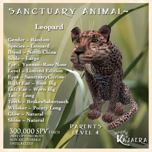 Leopard Sanctuary Cat