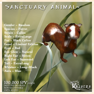 Sanctuary Black Calico Ferret